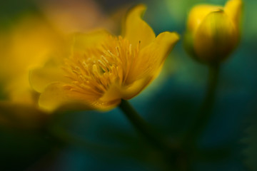 Flowers of marigold in a natural setting of wet meadows