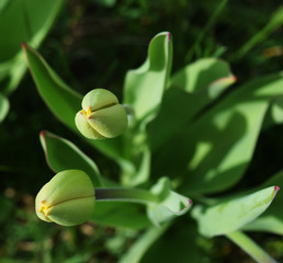 Where yellow comes from cr2020darrelljbanks