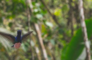 Hummingbirds flying around in Gamboa