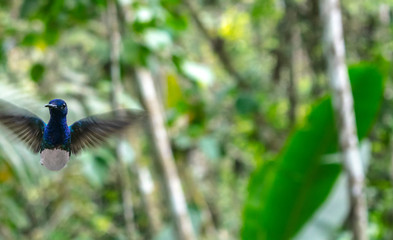 Hummingbirds flying around in Gamboa