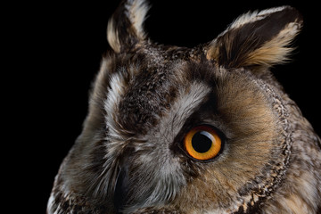 Eared owl sitting on a branch on a black background, portrait of a bird of prey on a black...