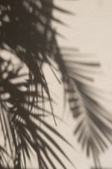 Background of palm`s shadow. Palm tree, leaves, shadow, wall, beige. Beautiful shadows of palms leaves on a beige wall.