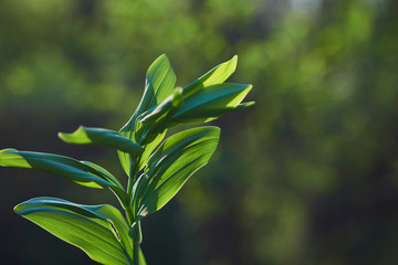 Green forest plant against the background of blurred trees