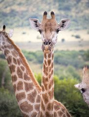Giraffe looking towards camera and one in background, Pilanesberg National Park, South Africa