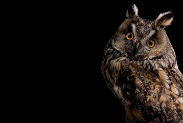 Eared owl sitting on a branch on a black background, portrait of a bird of prey on a black...