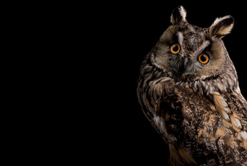 Eared owl sitting on a branch on a black background, portrait of a bird of prey on a black background