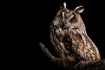 Eared owl sitting on a branch on a black background, portrait of a bird of prey on a black...