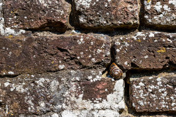 An exoskeleton from a snail stuck between the bricks in Maastricht