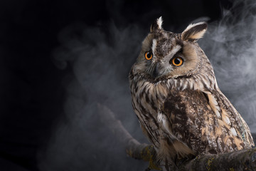 Portrait of an eared owl on a dark background with clouds of fog