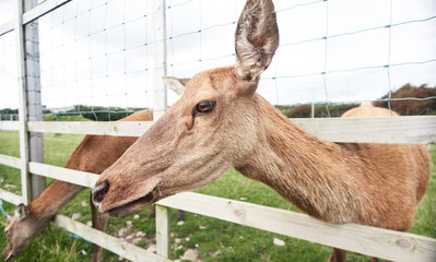 Deer in a grass paddock, are the hoofed ruminant mammals forming the family Cervidae. The two main groups of deer are the Cervinae, including the muntjac, the elk , including the reindeer. © dannyburn