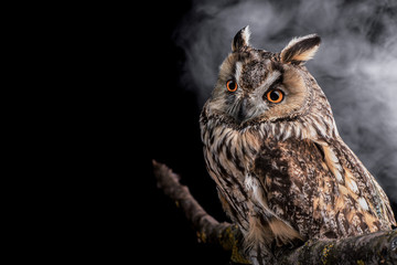 Portrait of an eared owl on a dark background with clouds of fog