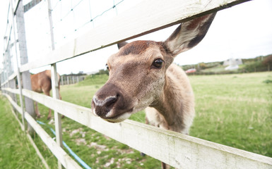 Deer in a grass paddock, are the hoofed ruminant mammals forming the family Cervidae. The two main groups of deer are the Cervinae, including the muntjac, the elk , including the reindeer. © dannyburn