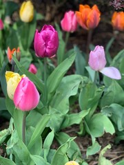 Close up of tulips in the garden