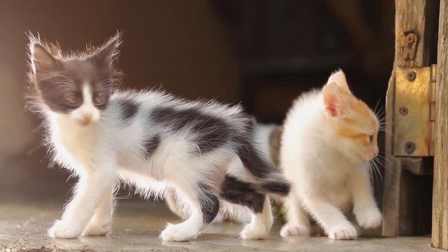 different spotted colors baby cats playing on gray floor with back light light.selective focus or blurred background
