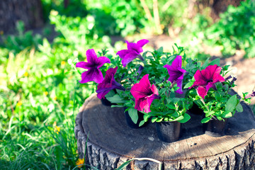 Seedlings of petunia flowers stand on a stump in pots. Getting ready to plant flowers in the garden in spring. Gardening hobbies