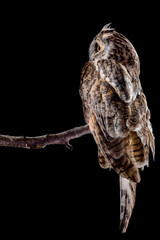 Eared owl sitting on a branch on a black background, portrait of a bird of prey on a black background