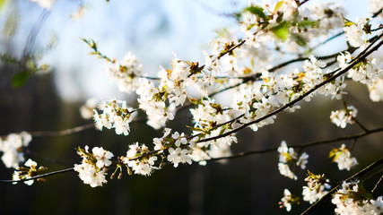 Beautiful wild cherry blossom on a nice spring day