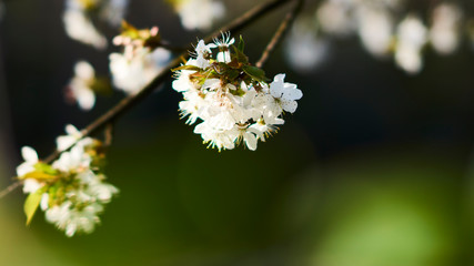 Beautiful wild cherry blossom on a nice spring day