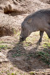 Warthog grazing in on grass growing through sand, Pilanesberg National Park, South Africa