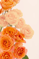 orange and yellow beautiful roses on white background