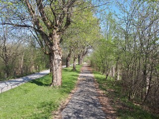 Big alley in the park with old trees