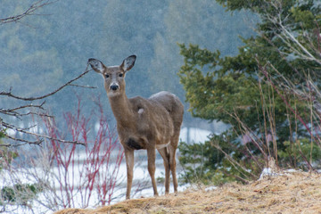 White tailed Deer in Winter snow looking at you