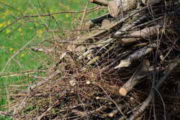 firewood