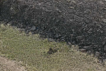 Plowed field of black land bordered by green grass