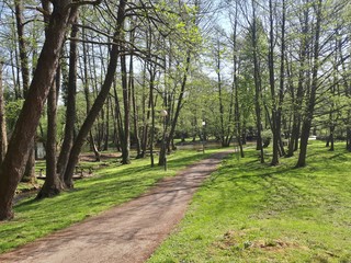 Obraz premium Alley in the park with green trees and flowers