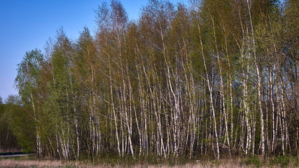 Fototapeta premium Spring birch forest in the rays of the setting sun