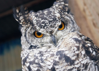 The great horned owl Bubo virginianus with large yellow eyes, also known as the tiger owl is a large owl native to the Americas. Its primary diet is rabbits and hares, rats and mice, and voles,