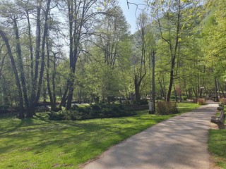 Trail in the park with view of big trees