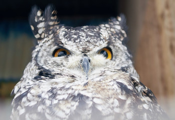 Obraz premium The great horned owl Bubo virginianus with large yellow eyes, also known as the tiger owl is a large owl native to the Americas. Its primary diet is rabbits and hares, rats and mice, and voles,
