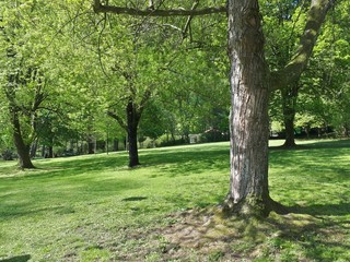 Trees in the park in spring time