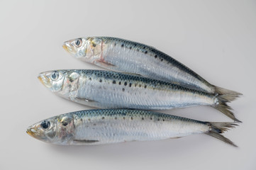 isolated fresh sardine on white background