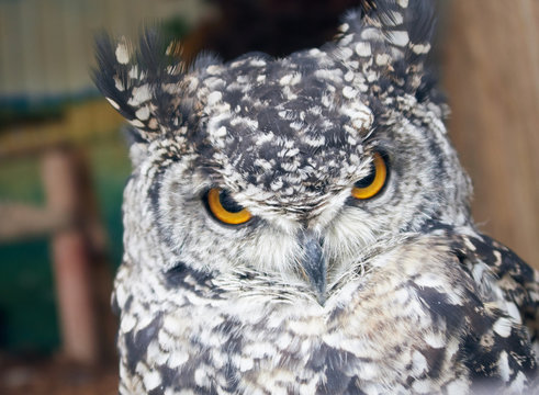 The great horned owl Bubo virginianus with large yellow eyes, also known as the tiger owl is a large owl native to the Americas. Its primary diet is rabbits and hares, rats and mice, and voles,