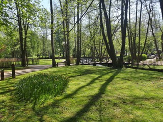Morning in the park with green meadows and flowers