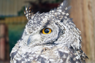 The great horned owl Bubo virginianus with large yellow eyes, also known as the tiger owl is a large owl native to the Americas. Its primary diet is rabbits and hares, rats and mice, and voles,