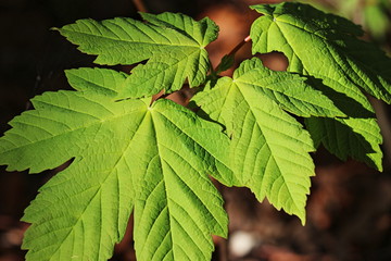 Junger Bergahorn (Acer pseudoplatanus) im Wald