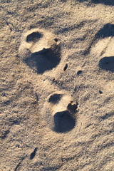 Fototapeta na wymiar Two footprint of a wolf texture background. Top view. Vertical image