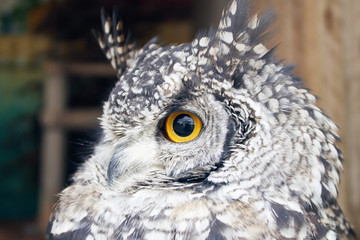 The great horned owl Bubo virginianus with large yellow eyes, also known as the tiger owl is a large owl native to the Americas. Its primary diet is rabbits and hares, rats and mice, and voles,