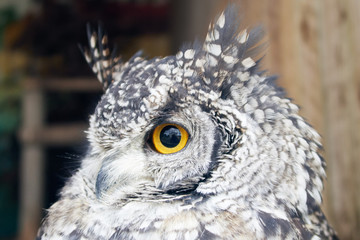 The great horned owl Bubo virginianus with large yellow eyes, also known as the tiger owl is a large owl native to the Americas. Its primary diet is rabbits and hares, rats and mice, and voles,