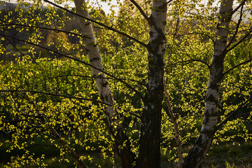Fototapeta premium Beautifully transparent rays of the sun through birch leaves and branches
