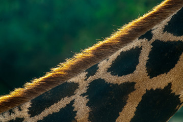 Girafa