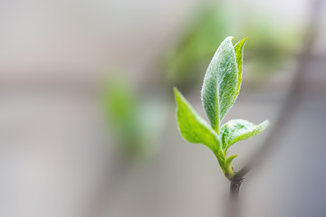 Close-up of a spring fresh young leaf on a tree branch. The concept of the awakening of nature, the spring sowing season.