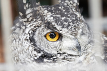 The great horned owl Bubo virginianus with large yellow eyes, also known as the tiger owl is a large owl native to the Americas. Its primary diet is rabbits and hares, rats and mice, and voles,