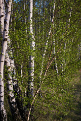 Spring birch forest in the rays of the setting sun