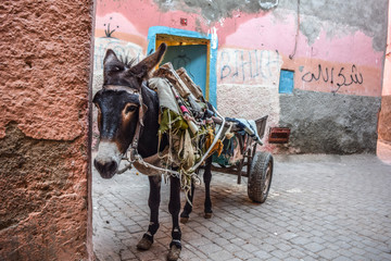 Marrakech, Morocco - 12.29.2019: Donkey pulling a car full of rags