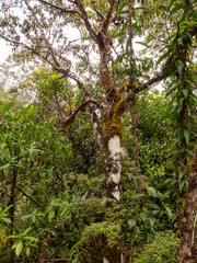 Der Tropische Bergwald am Cerro de la Muerte bei einer Wanderung durch das Savegre Tal in Costa Rica.