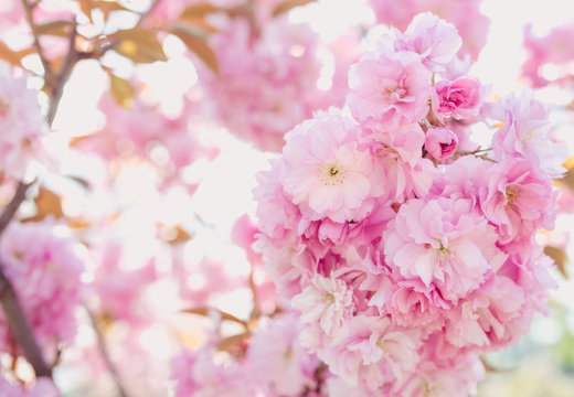 Amazing pink sakura tree in bloom in spring in sunny day